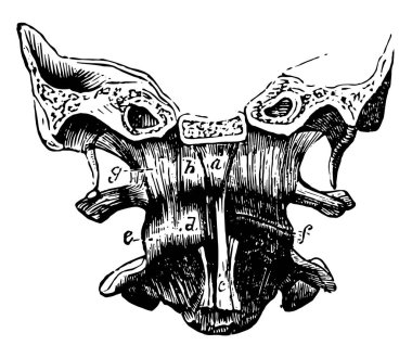 Bu resimde Occipito kırılmış artikülasyon, vintage çizgi çizme veya oyma illüstrasyon temsil eder..