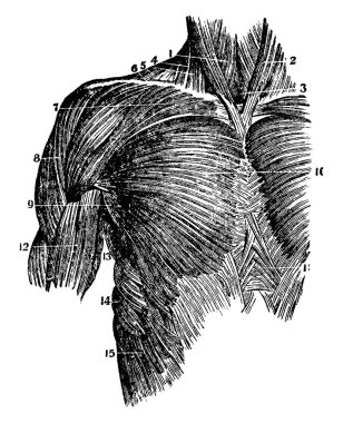 Bu örnekte üst gövde, vintage çizgi çizme veya oyma illüstrasyon kasları temsil eder..