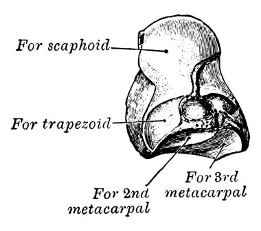 Bu resimde Os Magnum, vintage çizgi çizme veya oyma illüstrasyon temsil eder..
