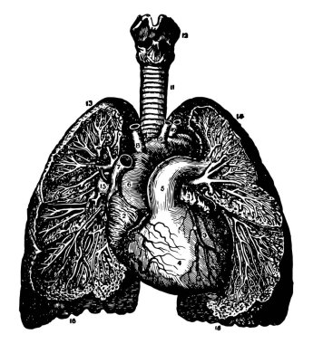 Bu resimde Branchi ve kan damarları, vintage çizgi çizme veya oyma illüstrasyon temsil eder.