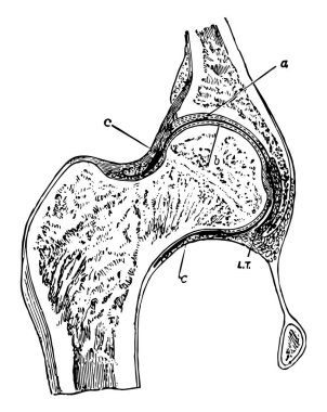 Bu resimde kalça eklemi bölümünde, vintage çizgi çizme veya oyma illüstrasyon temsil eder..