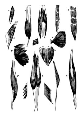 Bu örnekte form kas ve tendon, vintage çizgi çizme veya oyma illüstrasyon temsil eder.