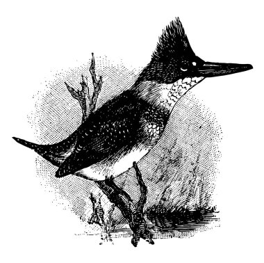Kuşaklı Kingfisher Kuzey Amerika, vintage çizgi çizme veya oyma illüstrasyon ortak bir kuştur.