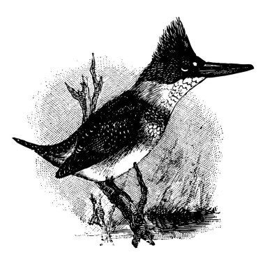 Belted Kingfisher is a common bird in north America, vintage line drawing or engraving illustration. clipart