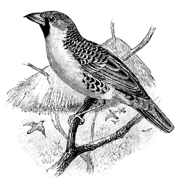 This image represents Weaver Bird, vintage line drawing or engraving illustration. clipart