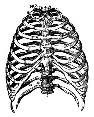 Bu resimde toraks, vintage çizgi çizme veya oyma illüstrasyon kemikleri temsil eder..