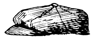 Cap var desen, çizim için vintage veya oyma illüstrasyon astar.