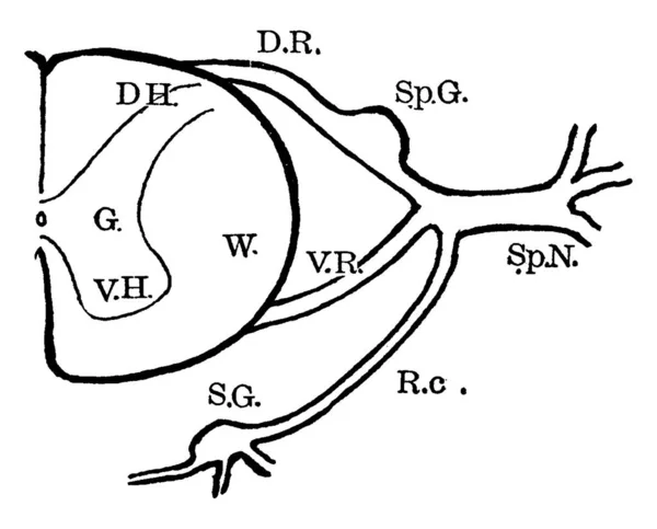 Diagrama Mostrando Anatomia Das Raízes Nervosas Espinhais Partes Adjacentes Desenho — Vetor de Stock