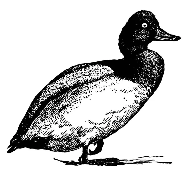Scaup 鸭是一个冬季游客到美国和南欧 复古线条画或雕刻插图 — 图库矢量图片