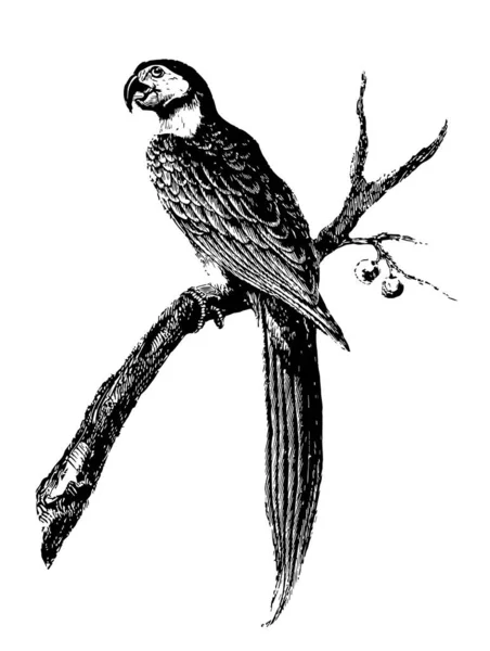 金刚鹦鹉是从他们裸露的脸颊 复古线条画或雕刻插图可辨认的最大 — 图库矢量图片