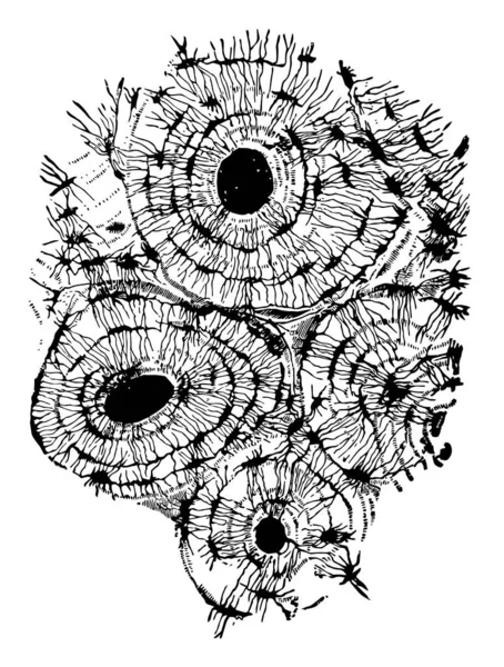 Bu resimde kompakt kemik, vintage çizgi çizme veya oyma illüstrasyon temsil eder..