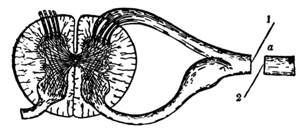 Illustrare Funzioni Dei Nervi Spinali Disegno Linee Vintage Illustrazione Incisione — Vettoriale Stock