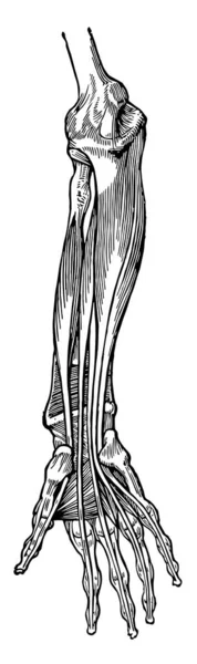 Diese Abbildung Stellt Muskeln Des Unterarms Vintage Linienzeichnung Oder Gravierillustration — Stockvektor