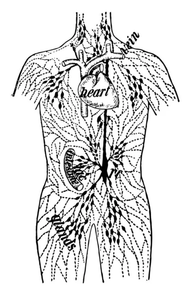 この図は リンパ管 ビンテージの線描画や彫刻イラスト — ストックベクタ