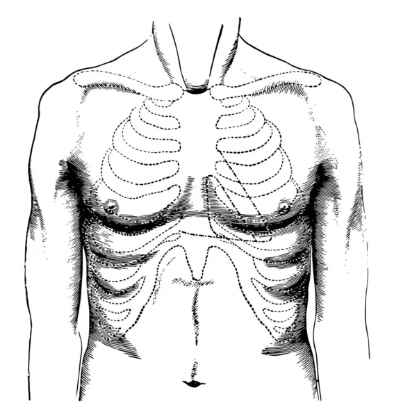 Oberfläche Der Normalen Brust Und Umrisse Der Kardialen Abstumpfung Links — Stockvektor