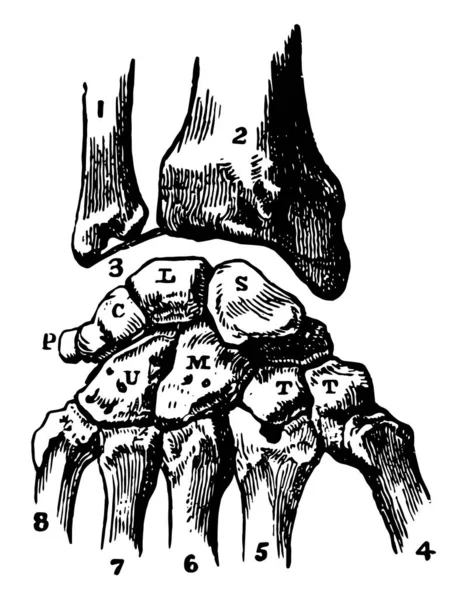 此插图表示腕骨 复古线条画或雕刻插图的骨骼 — 图库矢量图片
