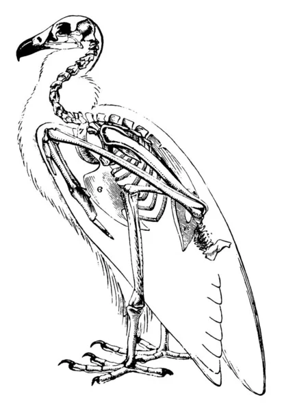 Gier Skelet Waar Het Een Opruiming Roofvogel Vintage Lijntekening Gravure — Stockvector