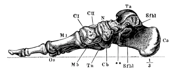 この図は ビンテージの線描画や彫刻イラストの骨 — ストックベクタ