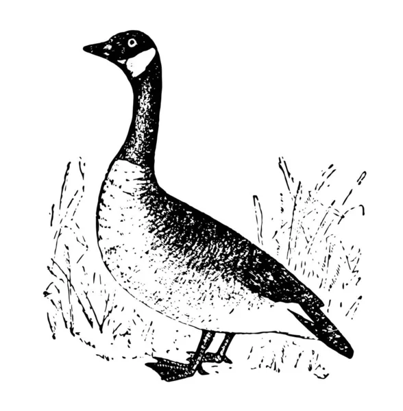 大雁是鸭族的网足鸟 复古线画或雕刻插图 — 图库矢量图片