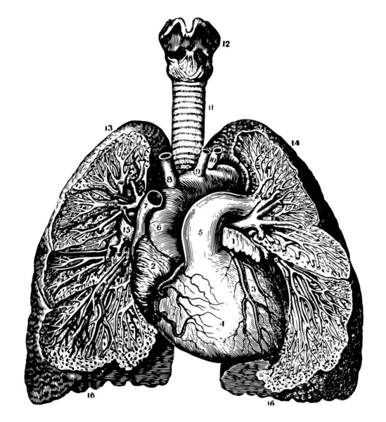 此图表示心脏和肺部的相对位置 复古线条绘制或雕刻插图 — 图库矢量图片