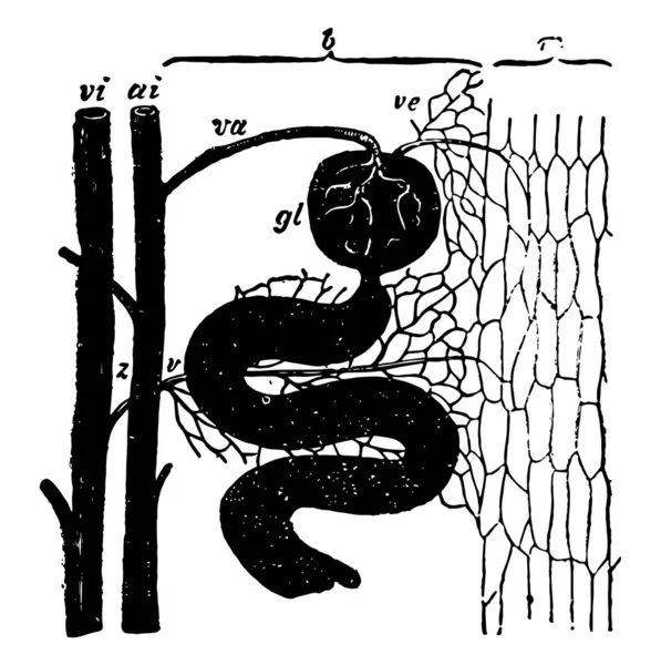 Ilustrasi Ini Mewakili Kidney Circulation Gambar Garis Vintage Atau Ilustrasi - Stok Vektor