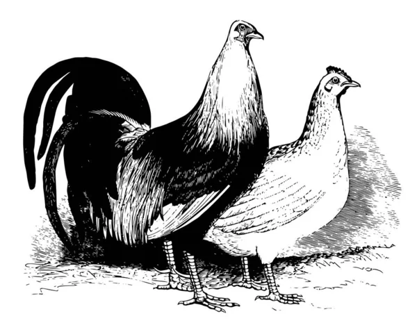 Questa Illustrazione Rappresenta Game Fowl Disegno Linee Vintage Illustrazione Incisione — Vettoriale Stock