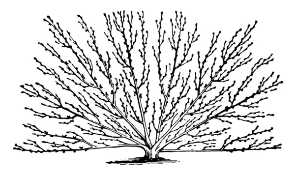 Ілюстрація Являє Собою Модифіковану Підготовку Вентилятора Дерева Продуктивними Виробляють Корисні — стоковий вектор