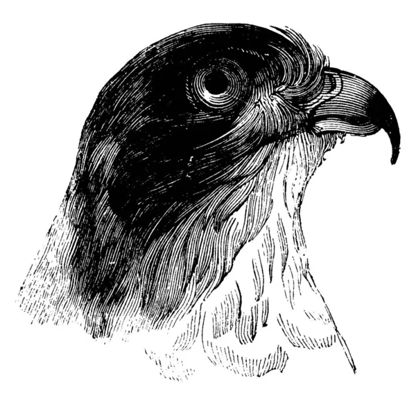 Questa Illustrazione Rappresenta American Sparrowhawk Disegno Linea Vintage Incisione Illustrazione — Vettoriale Stock