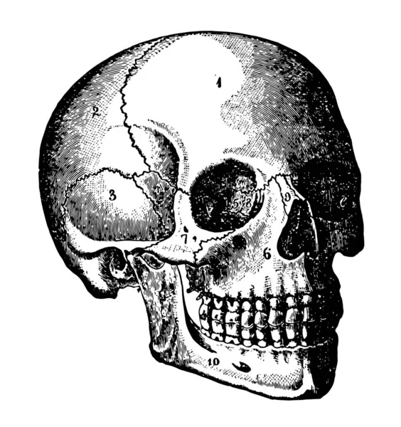 Голова Часть Тела Которая Содержит Мозг Органы Специальных Органов Чувств — стоковый вектор