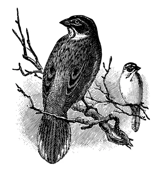 Lark Finch Jest North American Ptak Długości Pomiarowej Vintage Rysowania — Wektor stockowy
