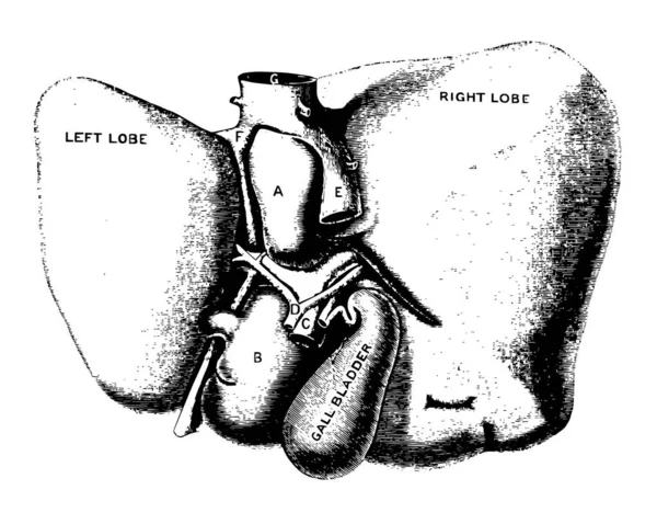 Questa Illustrazione Rappresenta Fegato Linea Vintage Disegno Incisione Illustrazione — Vettoriale Stock