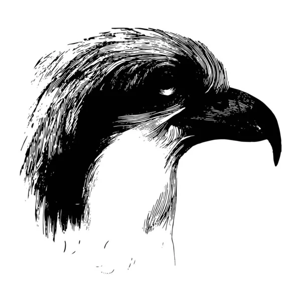 Testa Osprey Uccello Rapace Più Grande Disegno Linea Vintage Illustrazione — Vettoriale Stock