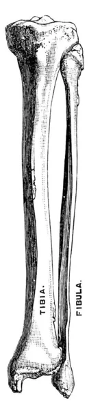 腿包括象两根骨头的前臂和更大的强的三面骨头与锋利的边缘在前面被称为胫骨 复古线图画或雕刻例证 — 图库矢量图片