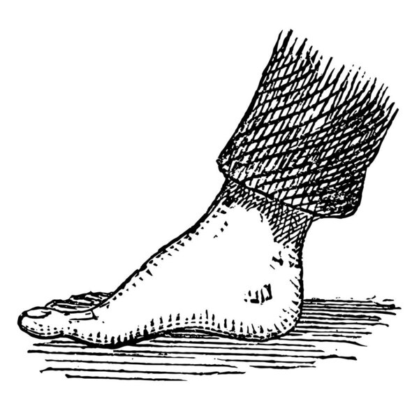 The part of the leg below the ankle, vintage line drawing or engraving illustration.