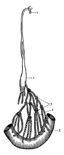 この図は 胸管と Lacteals ビンテージの線描画や彫刻イラスト — ストックベクタ