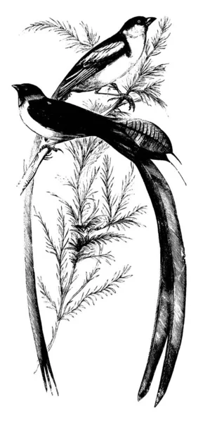 Witwenvogel Die Schwanzfedern Einiger Männchen Können Einen Fuß Der Länge — Stockvektor