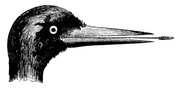 Esta Ilustração Representa Woodpecker Head Desenho Linha Vintage Gravura Ilustração — Vetor de Stock