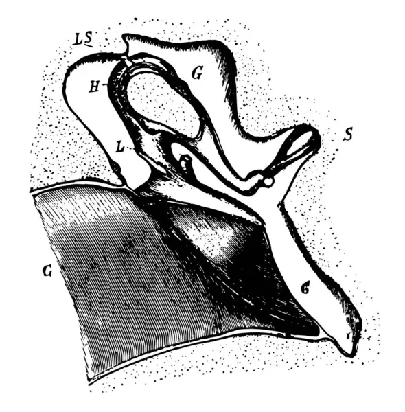 Illustration Represents Middle Ear Vintage Line Drawing Engraving Illustration — Stock Vector