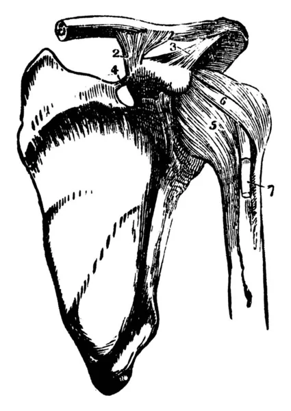 Denna Illustration Representerar Ben Och Ligament Axel Artikulation Vintage Linje — Stock vektor