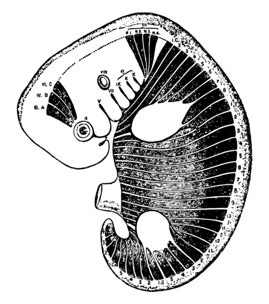 Esta Ilustração Representa Myotomes Embrião Desenho Linha Vintage Gravura Ilustração —  Vetores de Stock