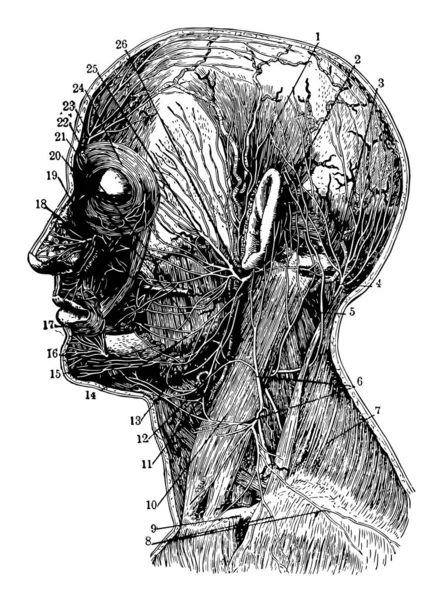 耳和枕动脉后面的颞动脉大枕神经 复古线条画或雕刻插图 — 图库矢量图片