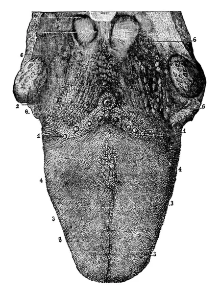 この図は 舌上部表面 ビンテージの線描画や彫刻イラスト — ストックベクタ