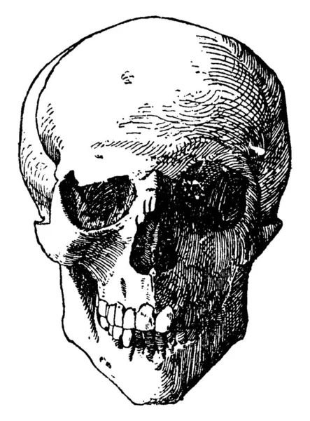 Calavera Humana Dibujo Línea Vintage Ilustración Grabado — Archivo Imágenes Vectoriales