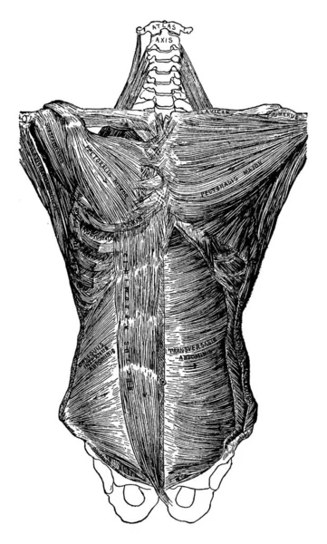 Denna Illustration Representerar Djupa Musklerna Stammen Kroppen Vintage Linje Ritning — Stock vektor