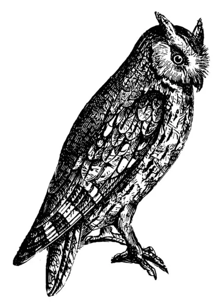 Scops Eared Owl Имеет Меньший Размер Превышающий Размер Рисунка Дрозда — стоковый вектор