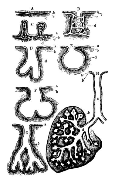 Diagramme Représente Des Formes Glandes Dessin Ligne Vintage Une Illustration — Image vectorielle