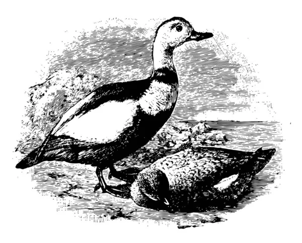Labrador Ducks Era Pájaro Norteamericano Dibujo Línea Vintage Ilustración Grabado — Vector de stock
