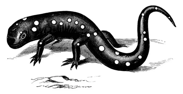 Violet Gekleurde Salamanders Leven Onder Een Rock Vintage Lijntekening Gravure — Stockvector