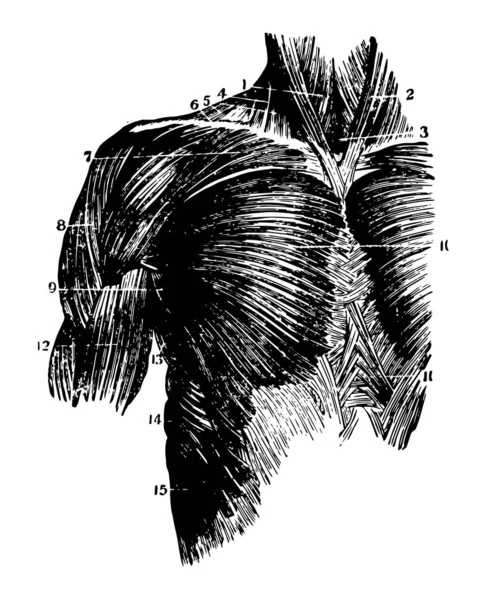 この図は 胸の筋肉 ビンテージの線描画や彫刻イラスト — ストックベクタ