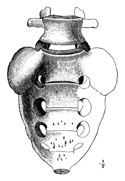 这个插图代表脊柱腰椎和骶骨 复古线条画或雕刻插图 — 图库矢量图片